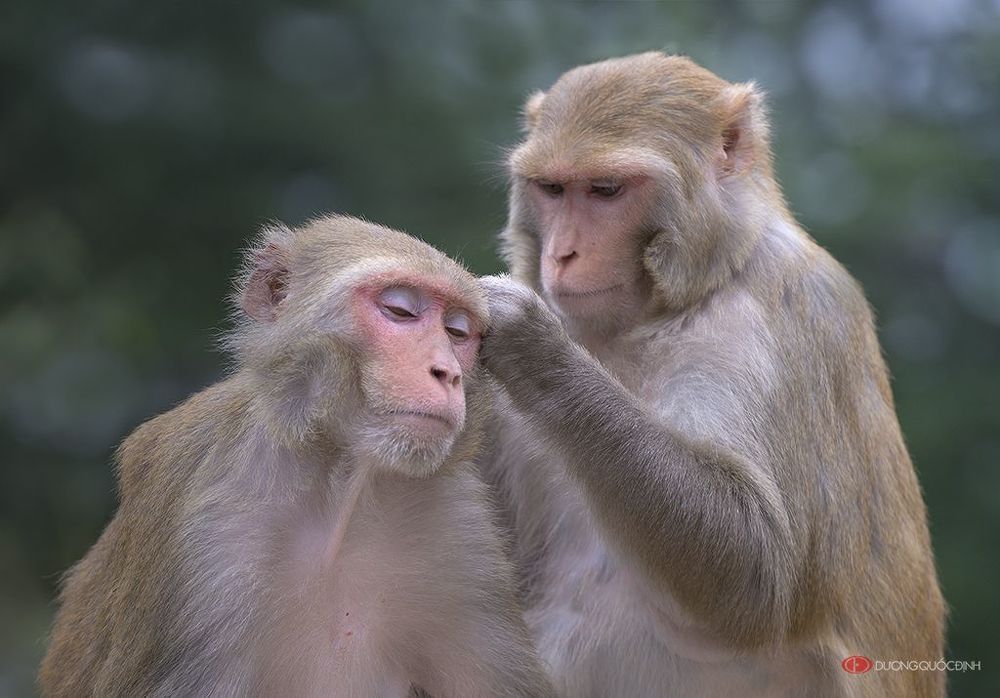 Monkey