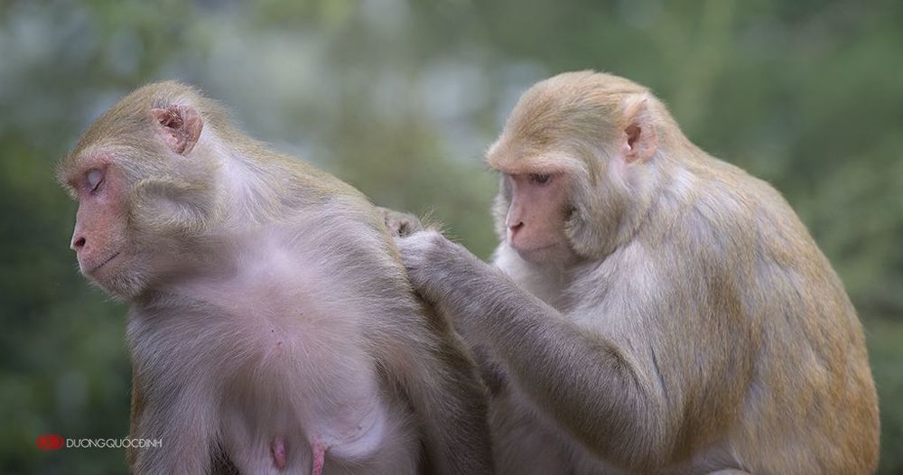 Monkey