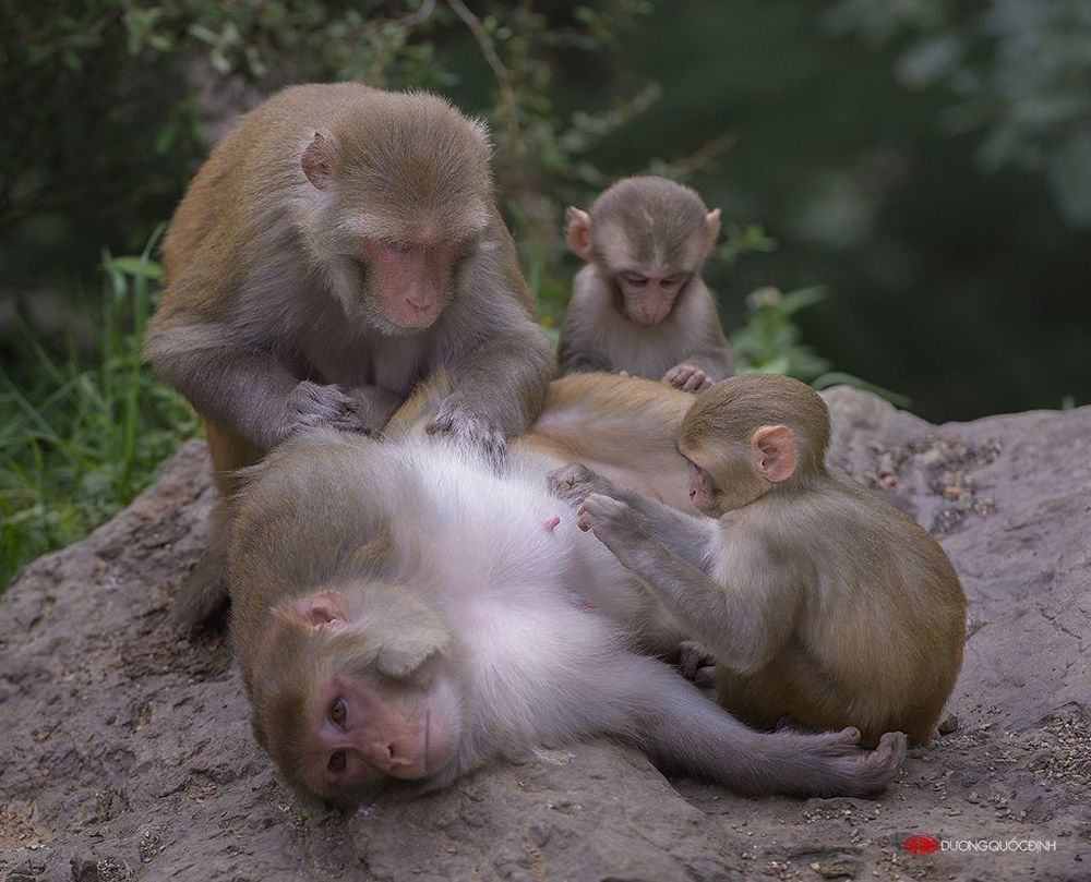 Monkey