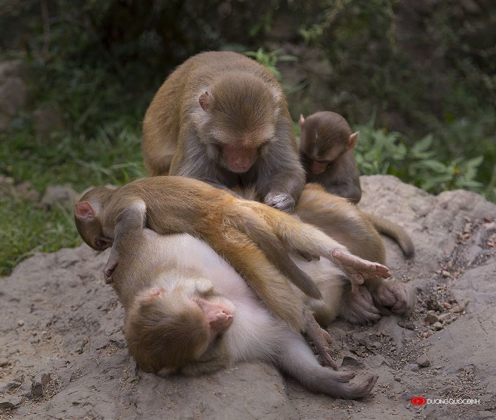 Monkey