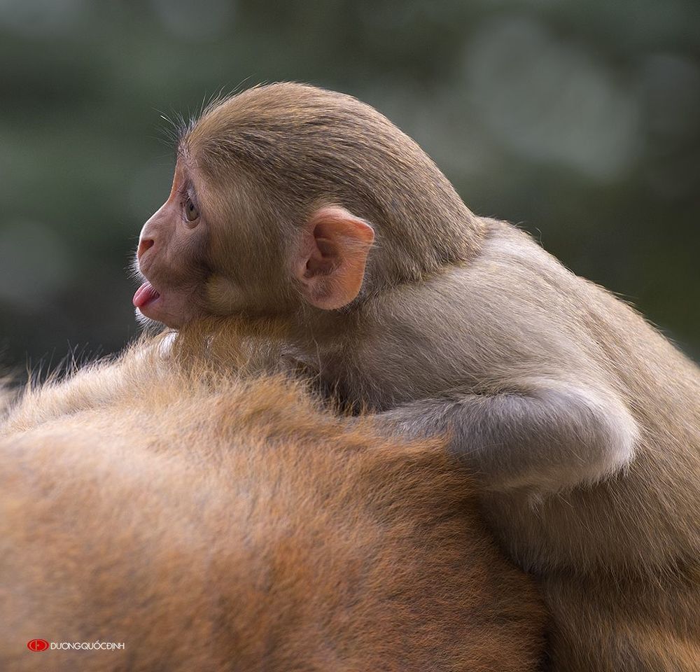 Monkey