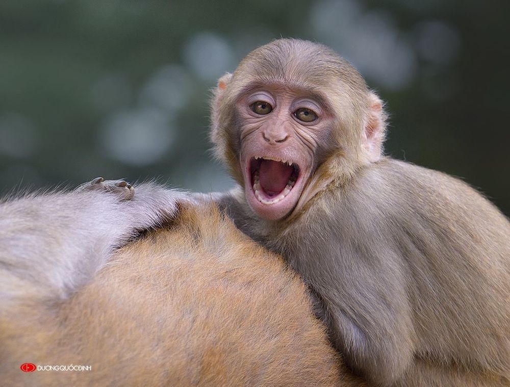 Monkey