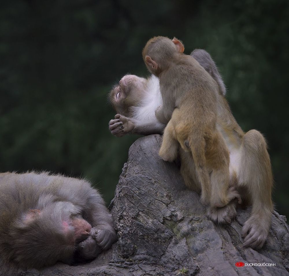 Monkey