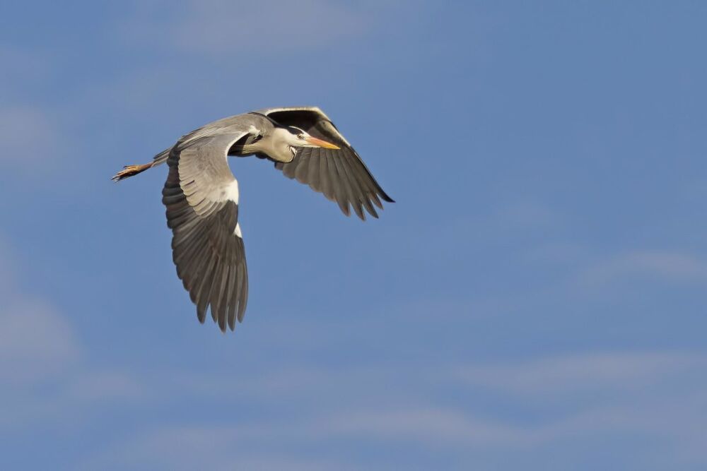 Grey heron.