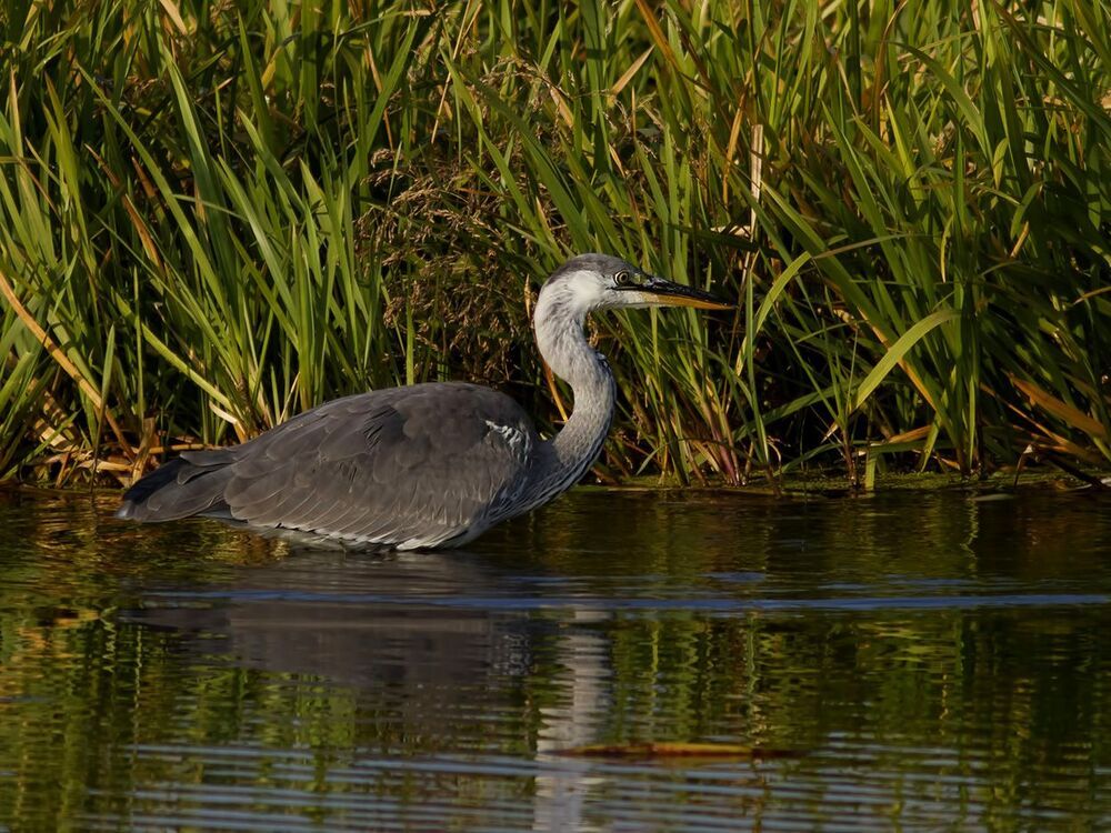 Grey heron.