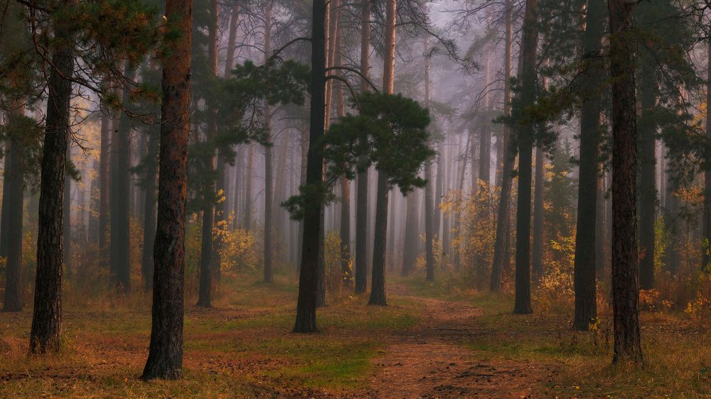По следам золотой осени