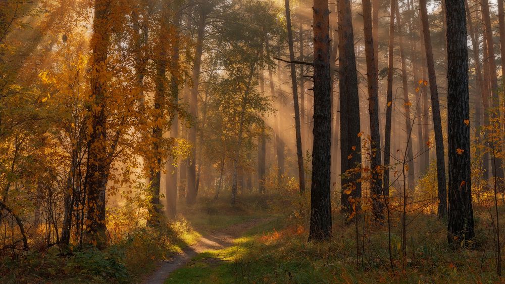 По следам золотой осени