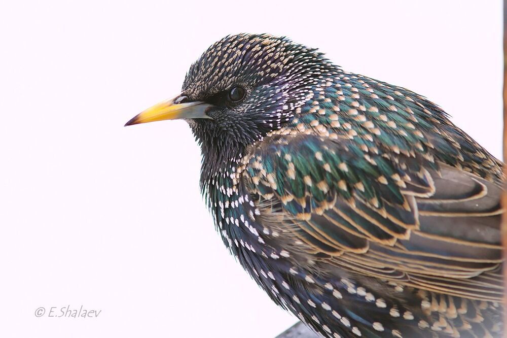 Портрет скворца - Sturnus vulgaris