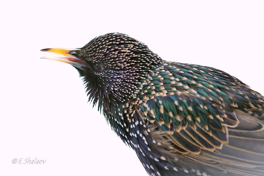 Портрет скворца - Sturnus vulgaris