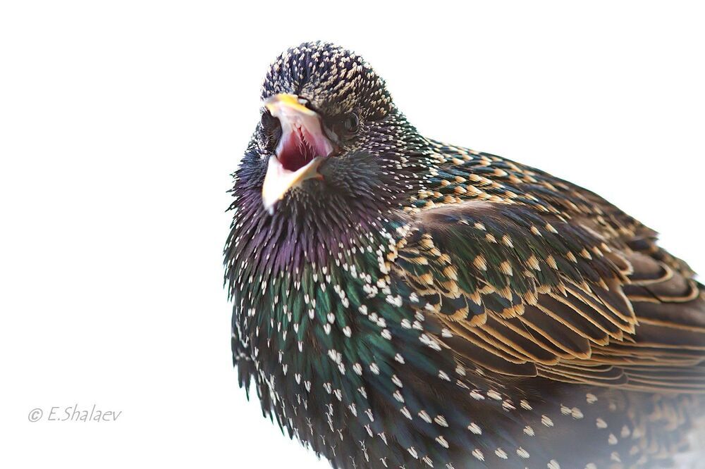 Портрет скворца - Sturnus vulgaris