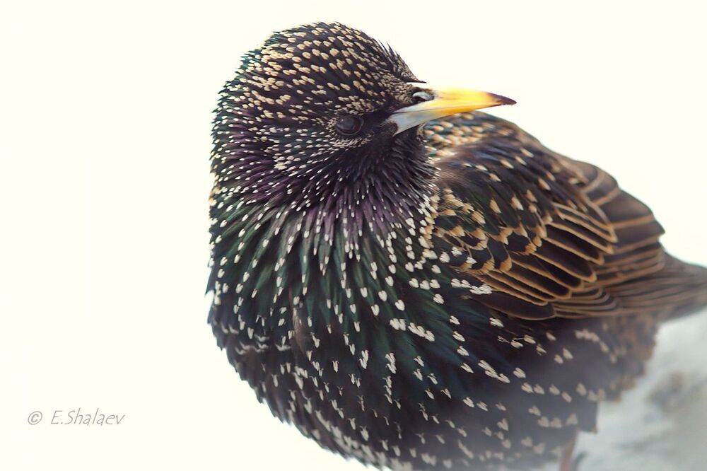 Портрет скворца - Sturnus vulgaris