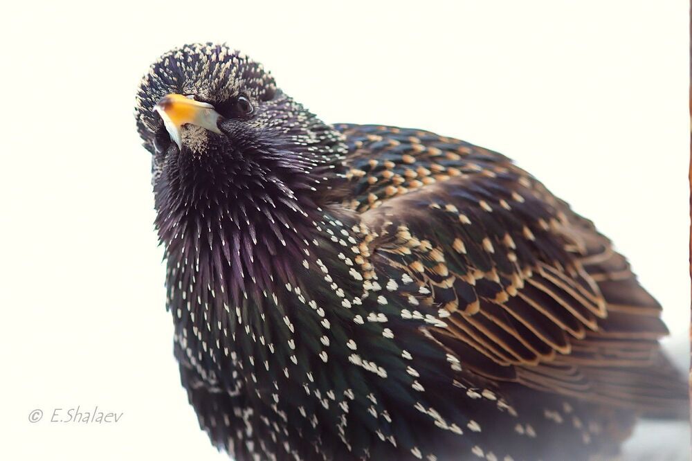 Портрет скворца - Sturnus vulgaris