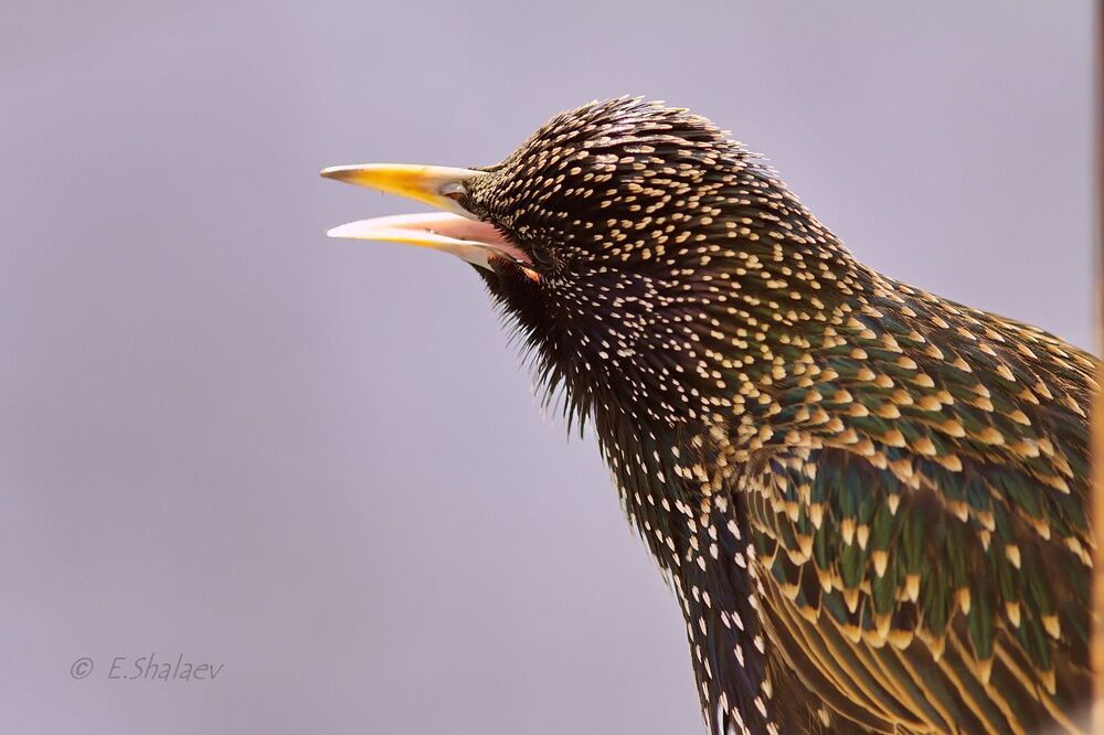 Портрет скворца - Sturnus vulgaris