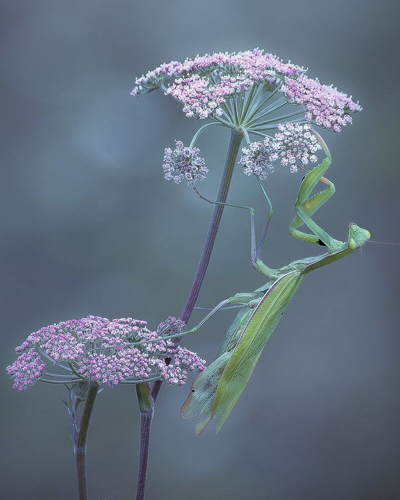 The flowers guard