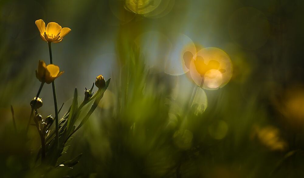 The shine of spring