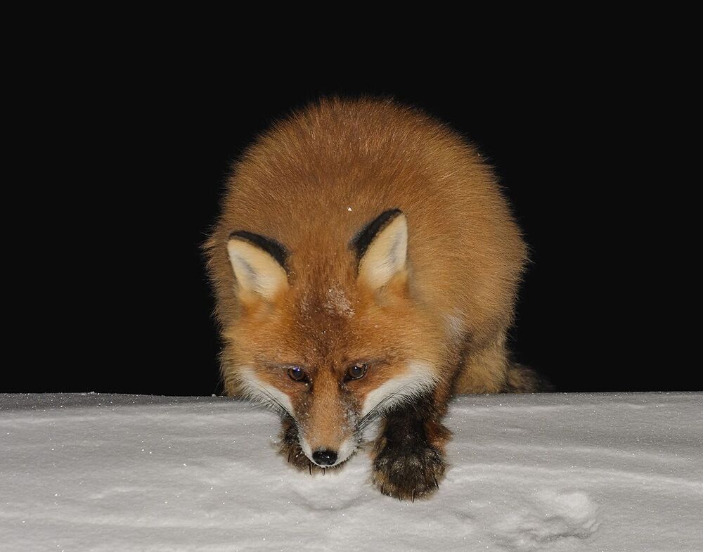 Photo 604140