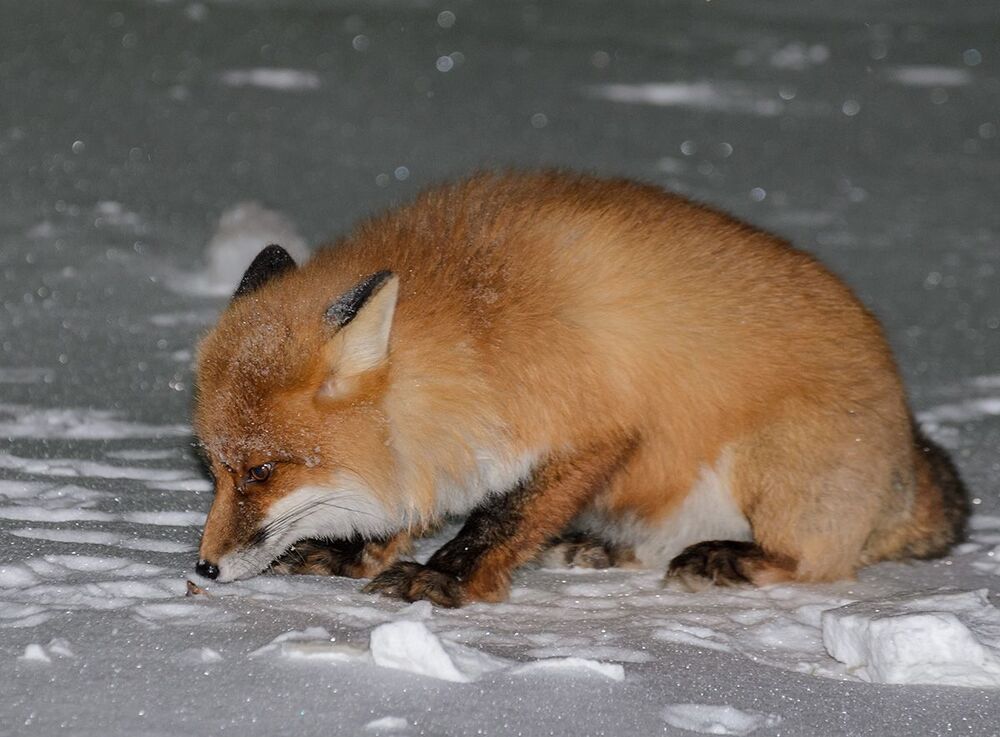 Photo 604141