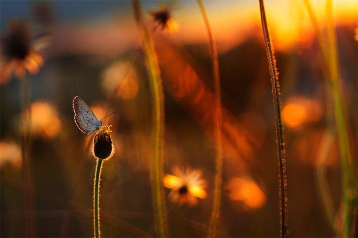 macro