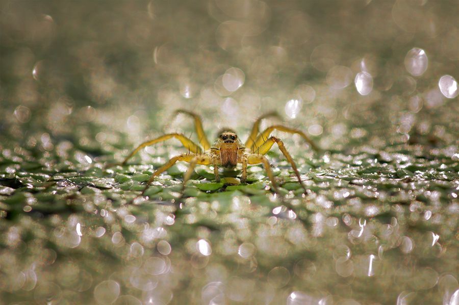 macro