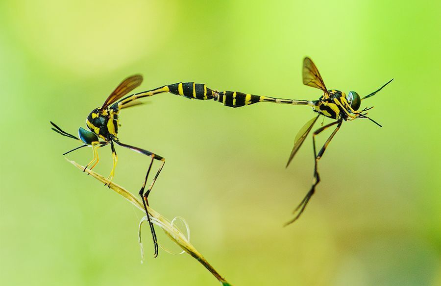 macro