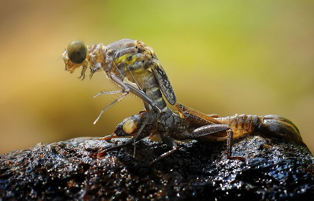 macro