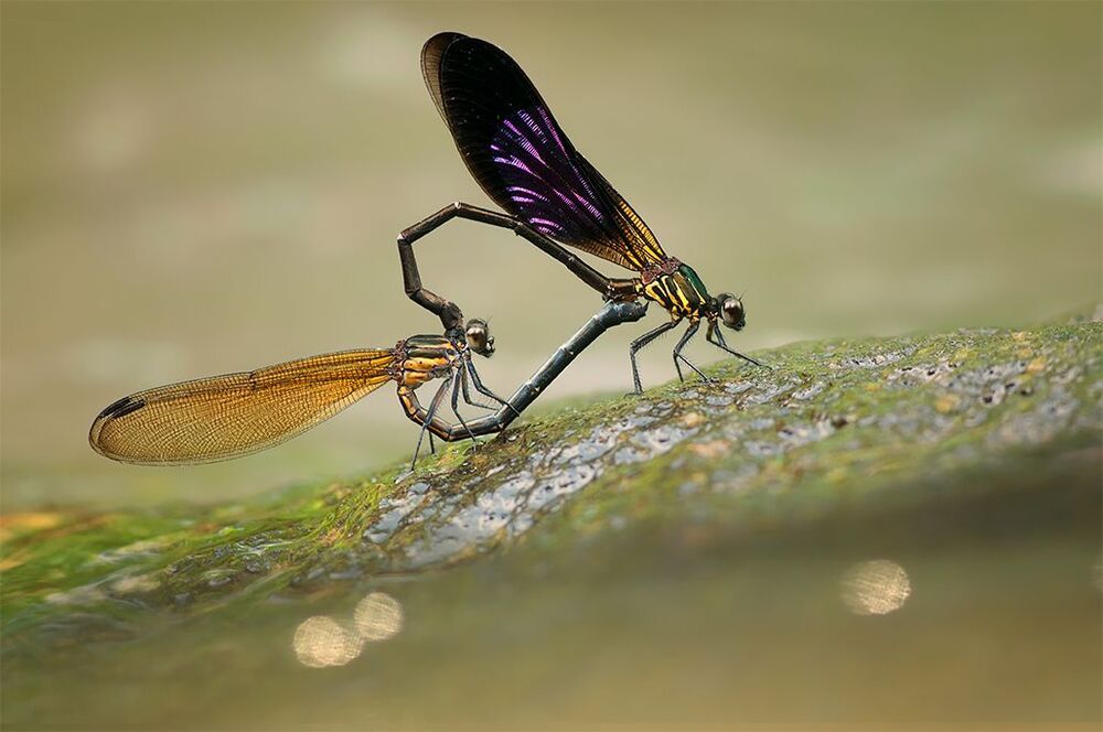 macro