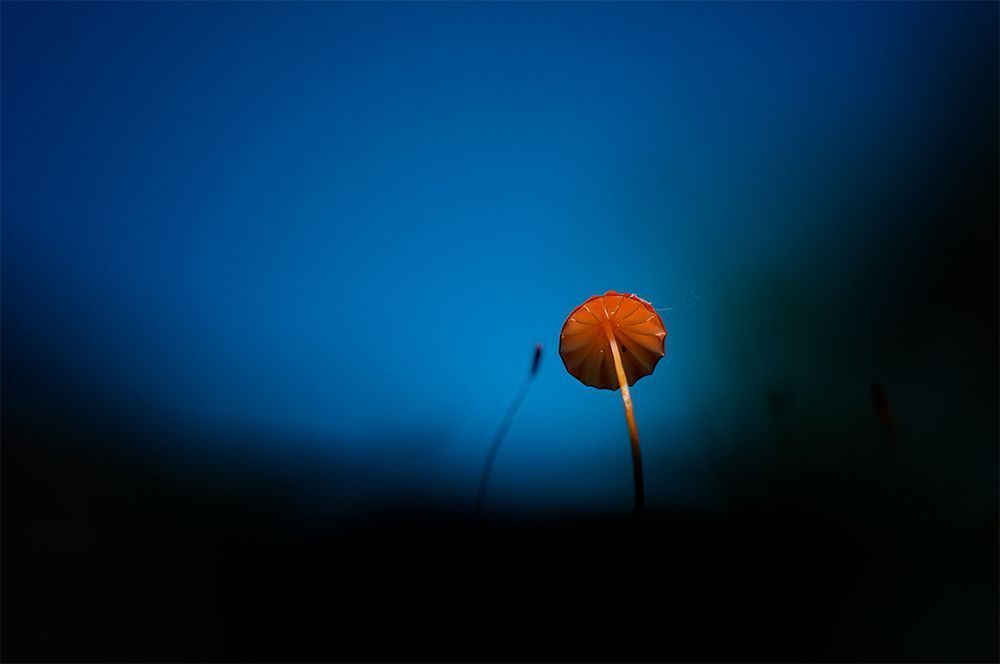 macro