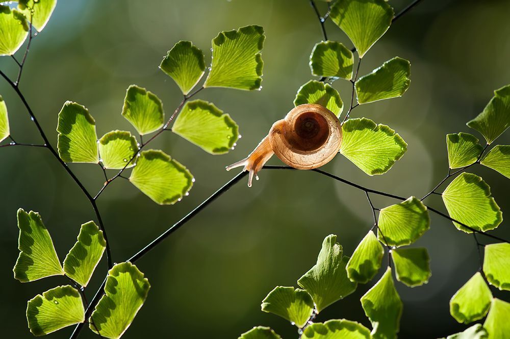 macro