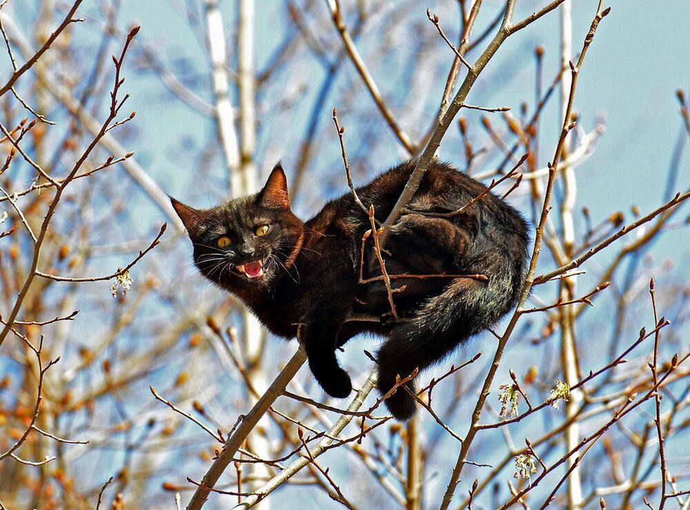 кошачьи страсти