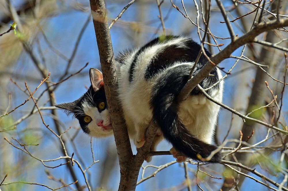 кошачьи страсти