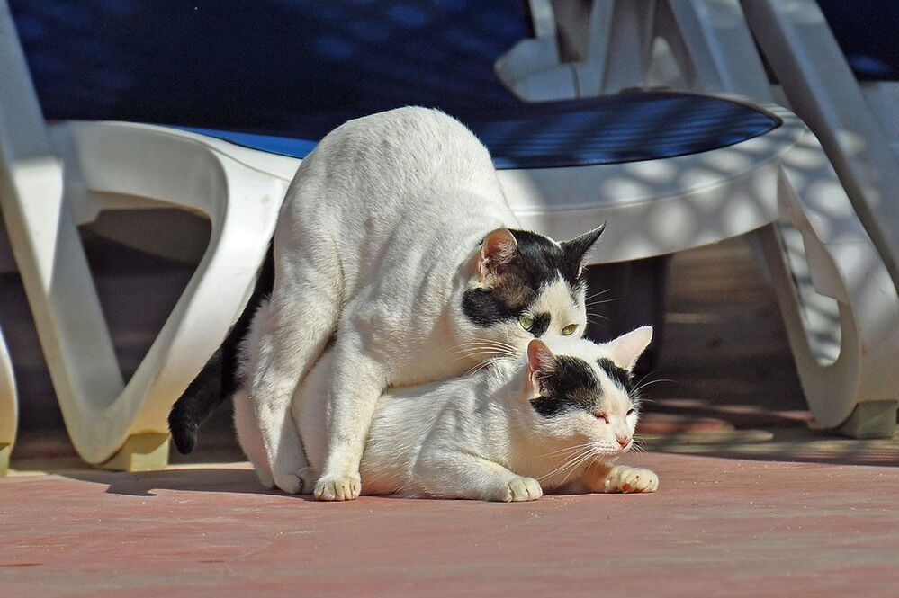 кошачьи страсти