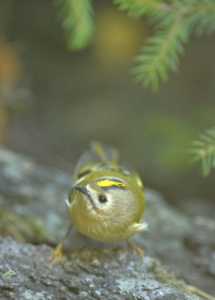 Крошки-корольки