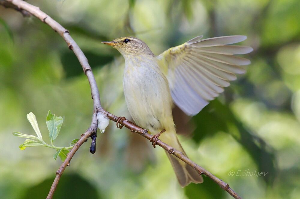 Willow Warbler ,	Пеночка-весничка - 	Phylloscopus trochilus