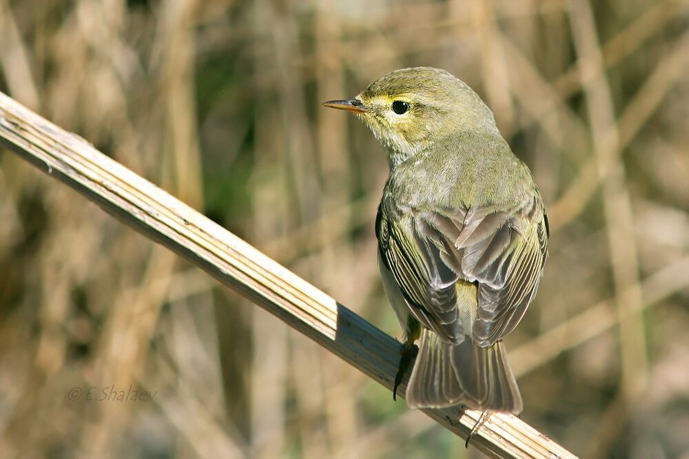 Willow Warbler ,	Пеночка-весничка - 	Phylloscopus trochilus