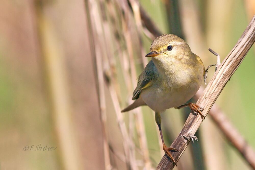 Willow Warbler ,	Пеночка-весничка - 	Phylloscopus trochilus