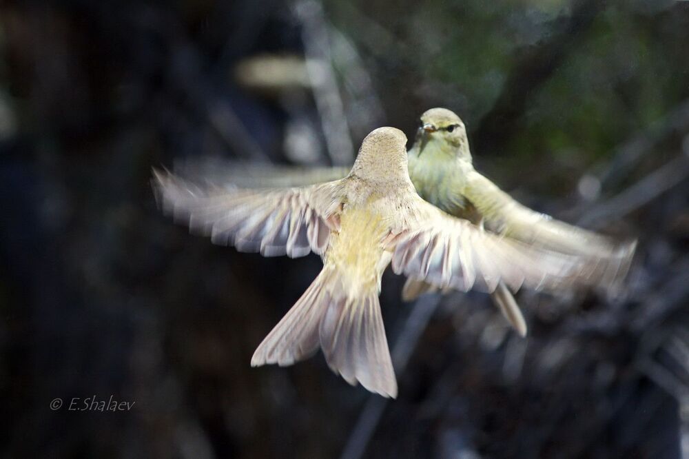 Willow Warbler ,	Пеночка-весничка - 	Phylloscopus trochilus