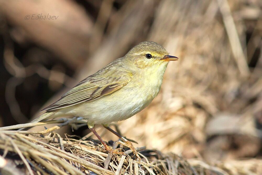 Willow Warbler ,	Пеночка-весничка - 	Phylloscopus trochilus