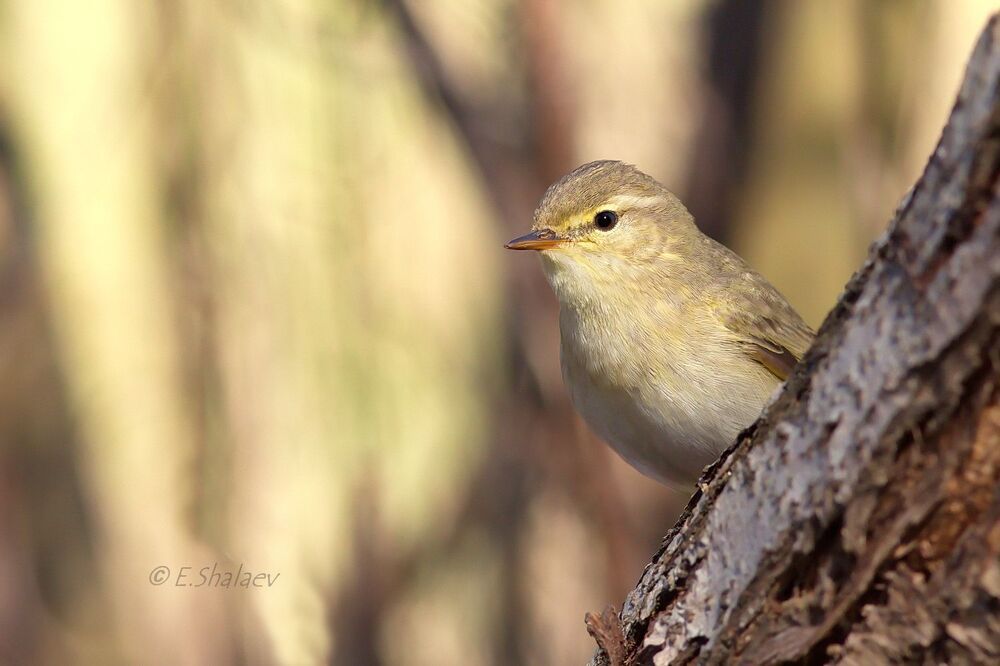 Willow Warbler ,	Пеночка-весничка - 	Phylloscopus trochilus