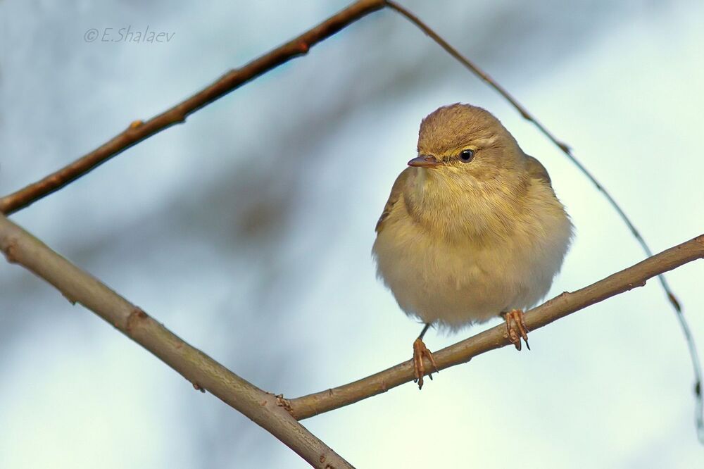 Willow Warbler ,	Пеночка-весничка - 	Phylloscopus trochilus