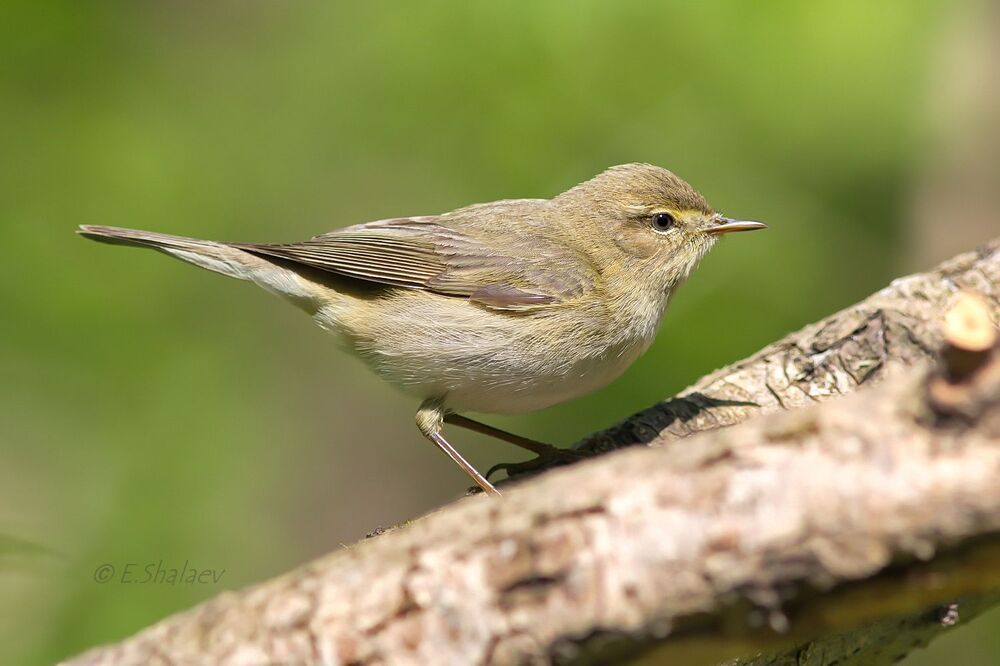 Willow Warbler ,	Пеночка-весничка - 	Phylloscopus trochilus