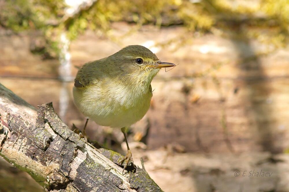 Willow Warbler ,	Пеночка-весничка - 	Phylloscopus trochilus