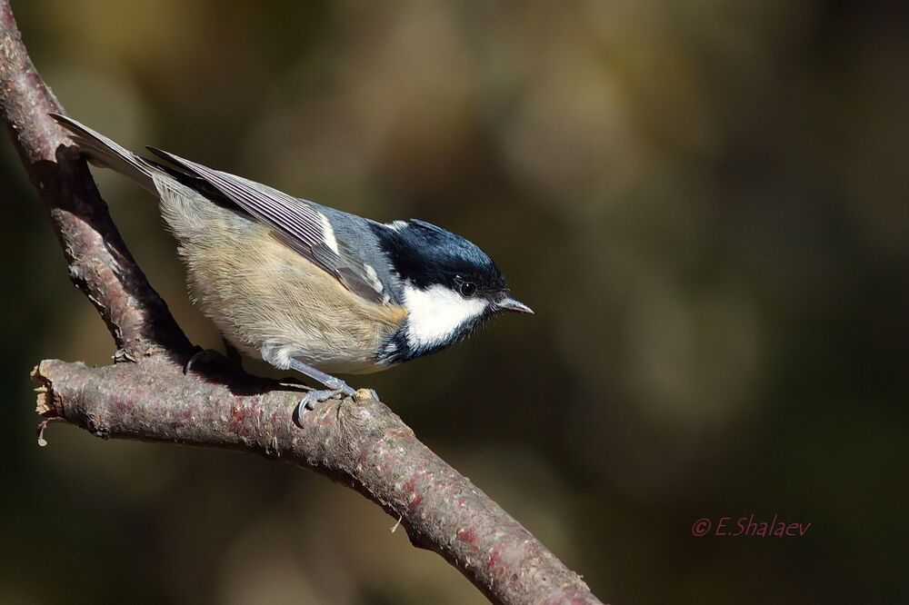 Coal Tit , Московка - 	Periparus ater