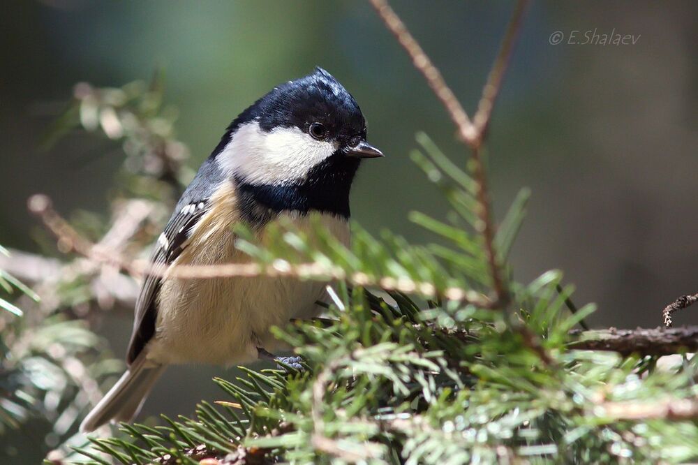 Coal Tit , Московка - 	Periparus ater
