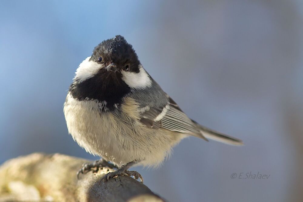 Coal Tit , Московка - 	Periparus ater