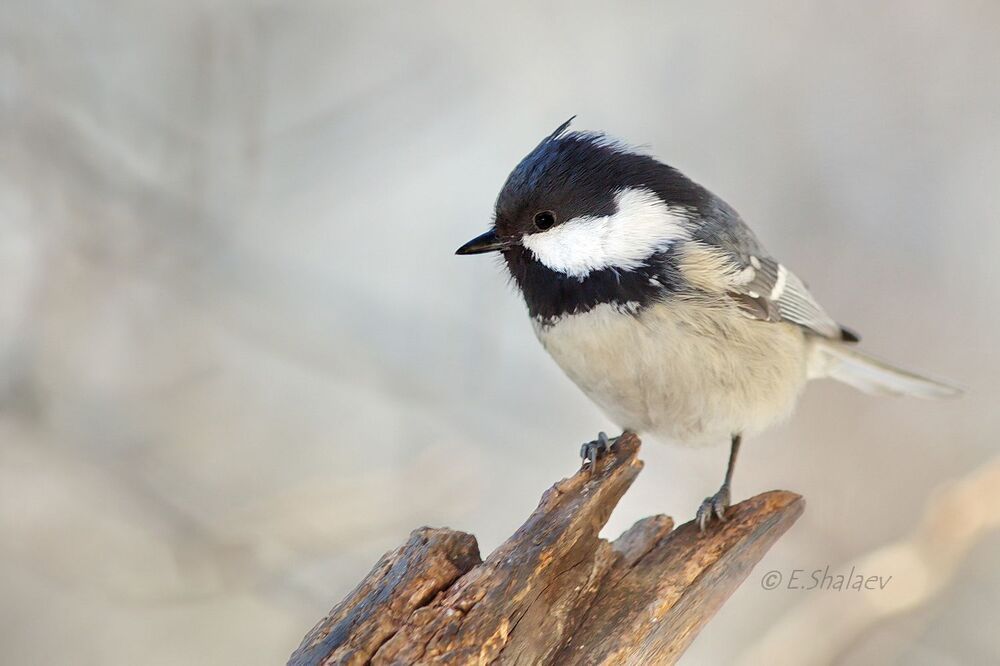 Coal Tit , Московка - 	Periparus ater