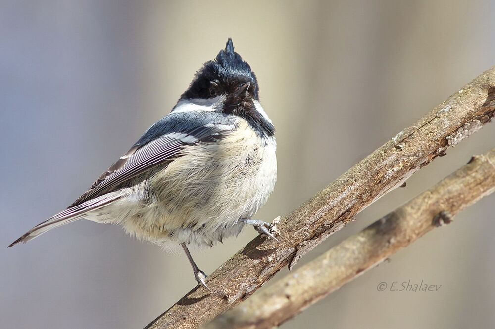 Coal Tit , Московка - 	Periparus ater