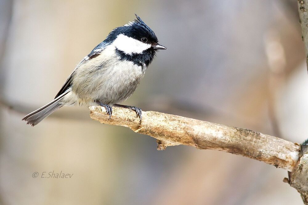 Coal Tit , Московка - 	Periparus ater