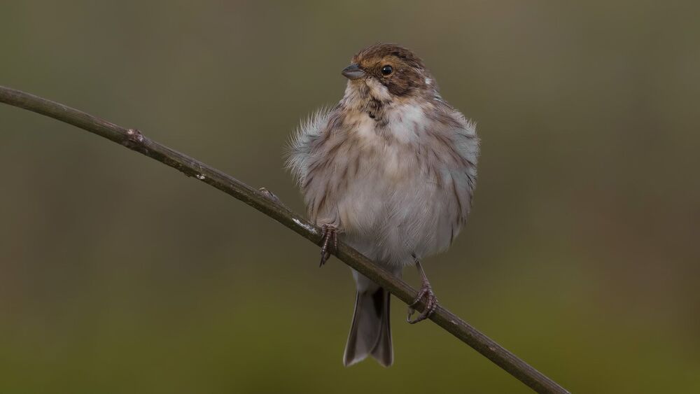 Reed bunting