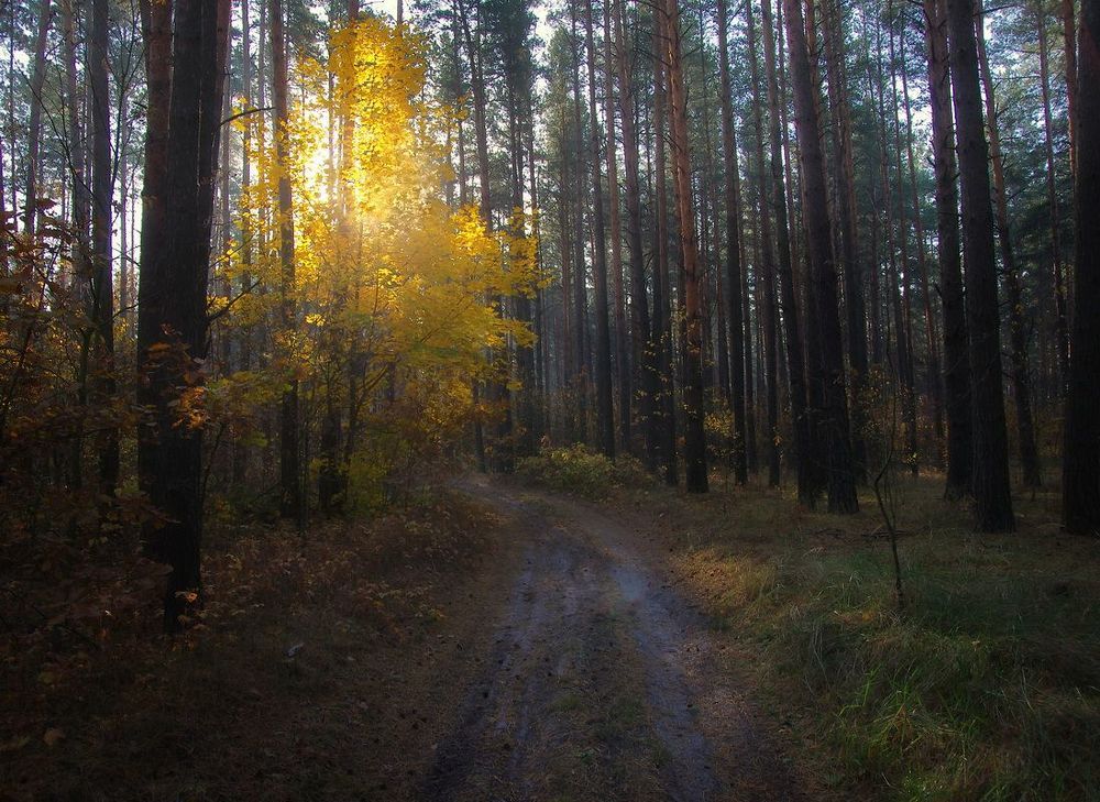Утро в лесу