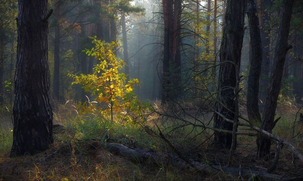Утро в лесу